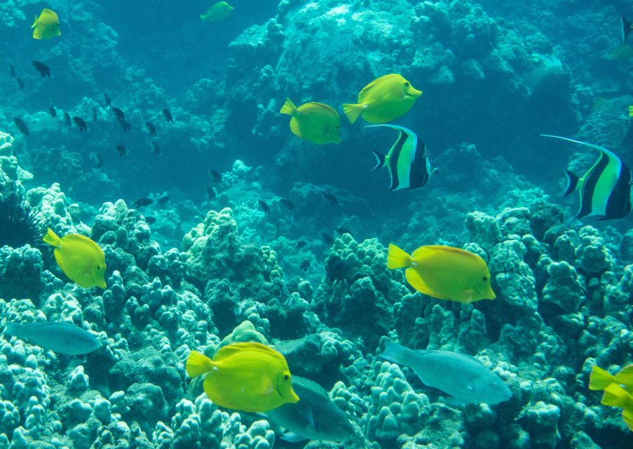 South Maui: Snorkeling Tour for Non-Swimmers in Wailea Beach - Booking Information