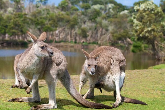 Southern Gippsland Boutique Wine Tour With Tapas From Melbourne - Traveler Engagement Opportunities