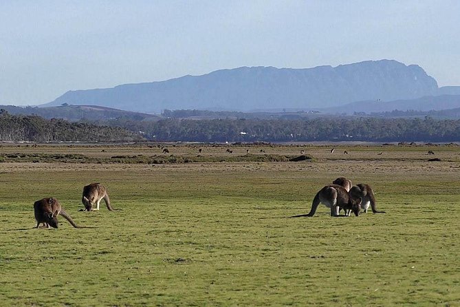 Spend a Day in One of Tasmanias Best Wildlife National Parks - Tasmanian Lunch With Local Products