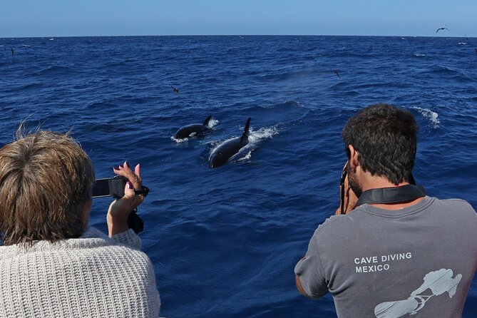 Spot Killer Whales in the Wild: Albany to Bremer Bay Day Tour (Mar ) - Meeting and Pickup Details