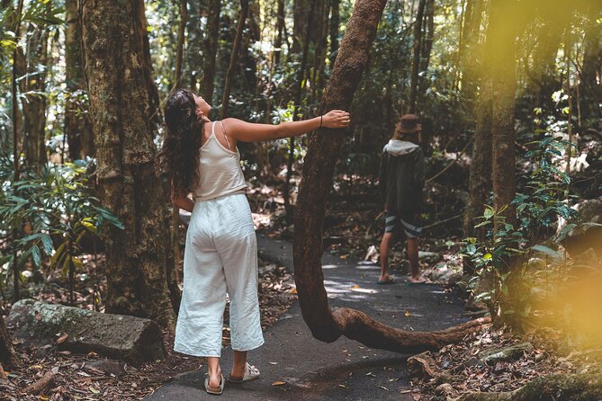 Springbrook Andtamborine Rainforest Tour Incl Natural Bridge and Glow Worm Cave - Reviews and Recommendations