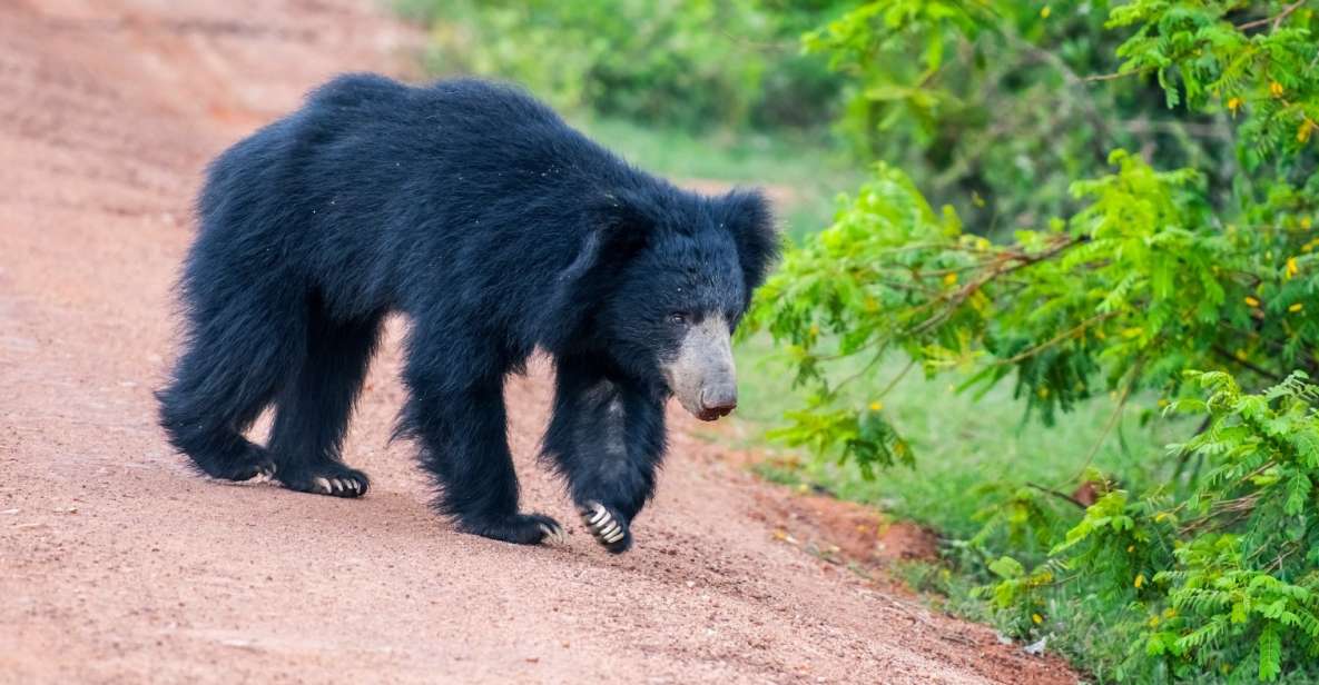Sri Lanka: Private Yala National Park Safari Trip - Activity Duration and Itinerary