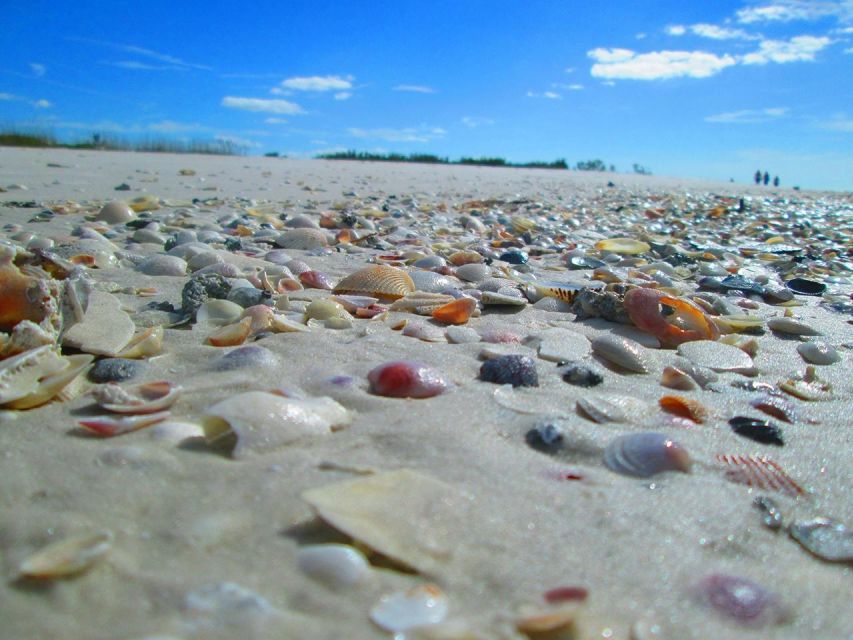 St. Petersburg, Florida: Private 4-Hour Beach Tour - Experience Highlights