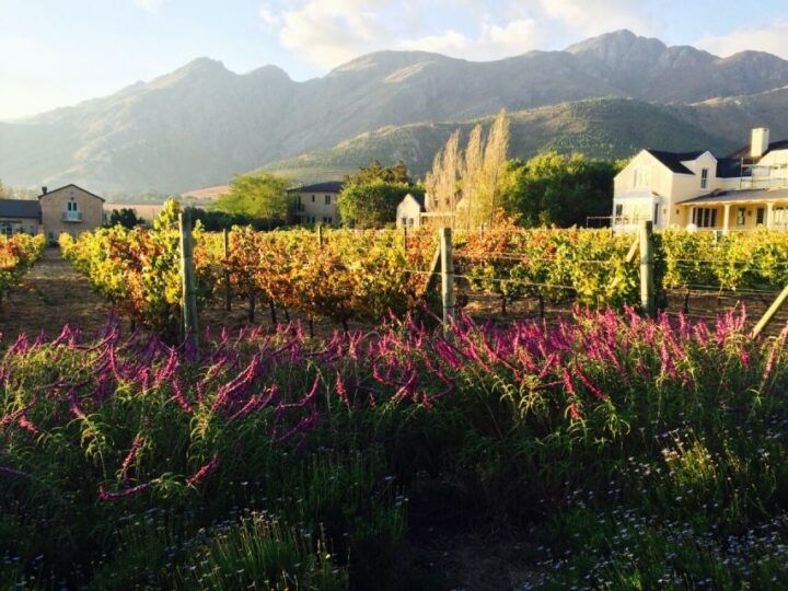 Stellenbosch: Devon Valley Vineyards Bicycle Tour W. Lunch - Booking Details