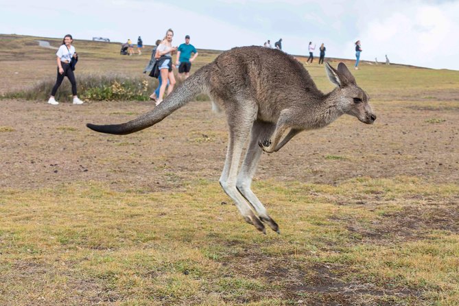Stray Australia: 8 Day Sydney to Brisbane Koala Tour - Destinations and Activities