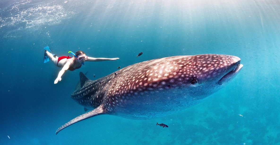 Sumbawa Whale Shark Tour Package - Experience Itinerary