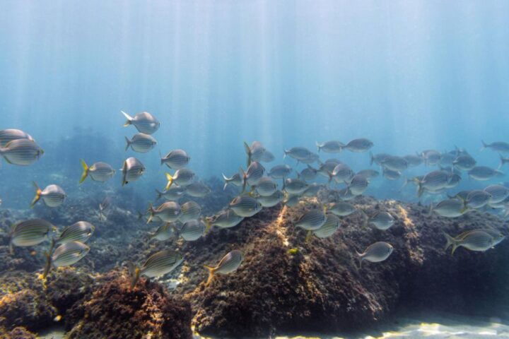 SUMBAWA WHALE SHARK TRIP - Tour Highlights