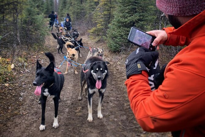 Summer Dog Sledding Adventure in Willow, Alaska - Whats Included