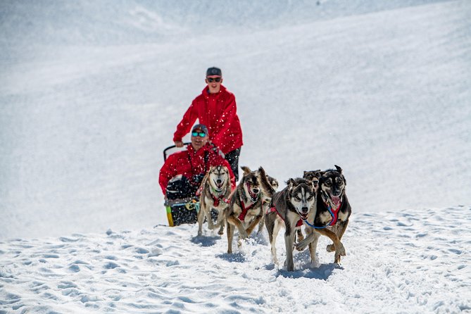 Summer Glacier Dogsledding Tour From Girdwood - Cancellation Policy