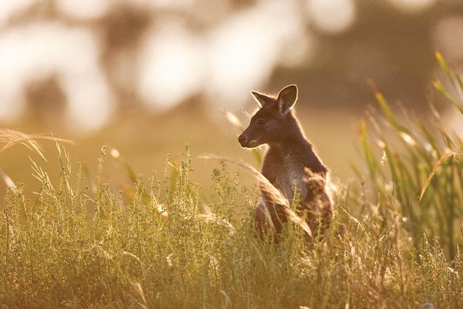 Sunset Blue Mountains Wilderness & Wildlife Tour From Sydney - Tour Guide Appreciation