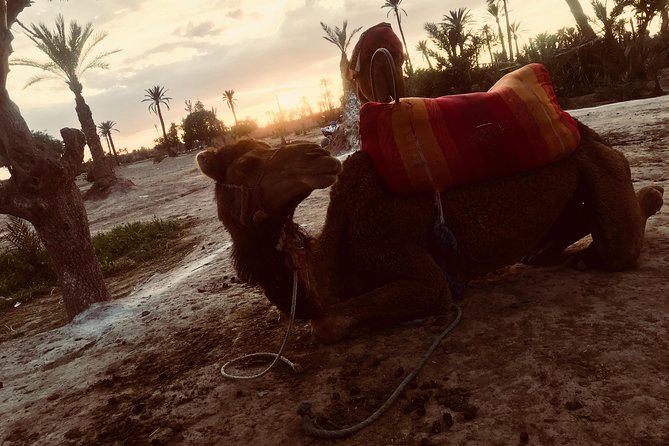 Sunset Camel Ride in the Palm Grove of Marrakech - Customer Reviews