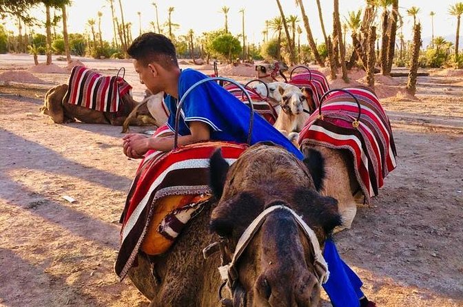 Sunset Camel Ride in the Palm Grove Of Marrakech - Cancellation Policy