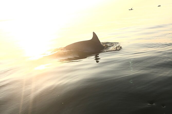 Sunset Dolphin Kayak Tours - Tour Itinerary
