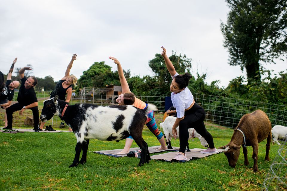 Sunset Maui Goat Yoga With Live Music - Booking and Reservations