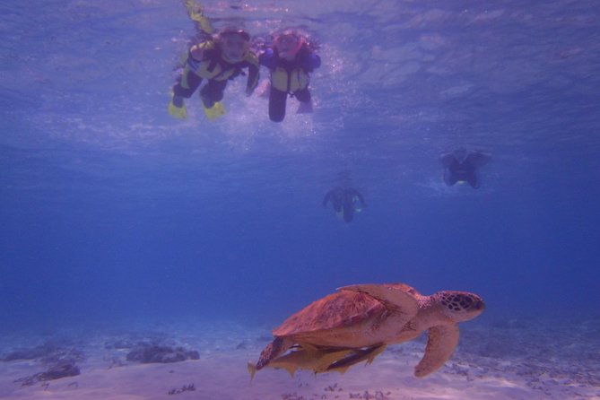 Swim With Sea Turtles at Kerama Islands - Weather-Related Assurance