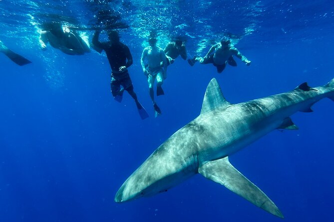 Swim With Sharks (Cage-Free) From Haleiwa, Oahu - Cancellation Policy