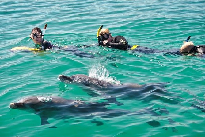 Swim With Wild Dolphins Day Tour - Logistics and Meeting Point Information
