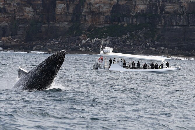 Sydney Whale-Watching by Speed Boat - Tour Highlights and Itinerary