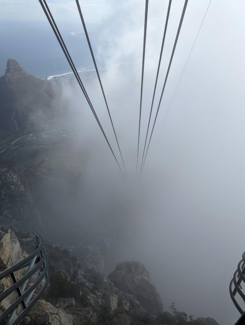 Table Moutain & Cape Peninsula: Full-day Tour - Discover Unique Plant and Animal Life