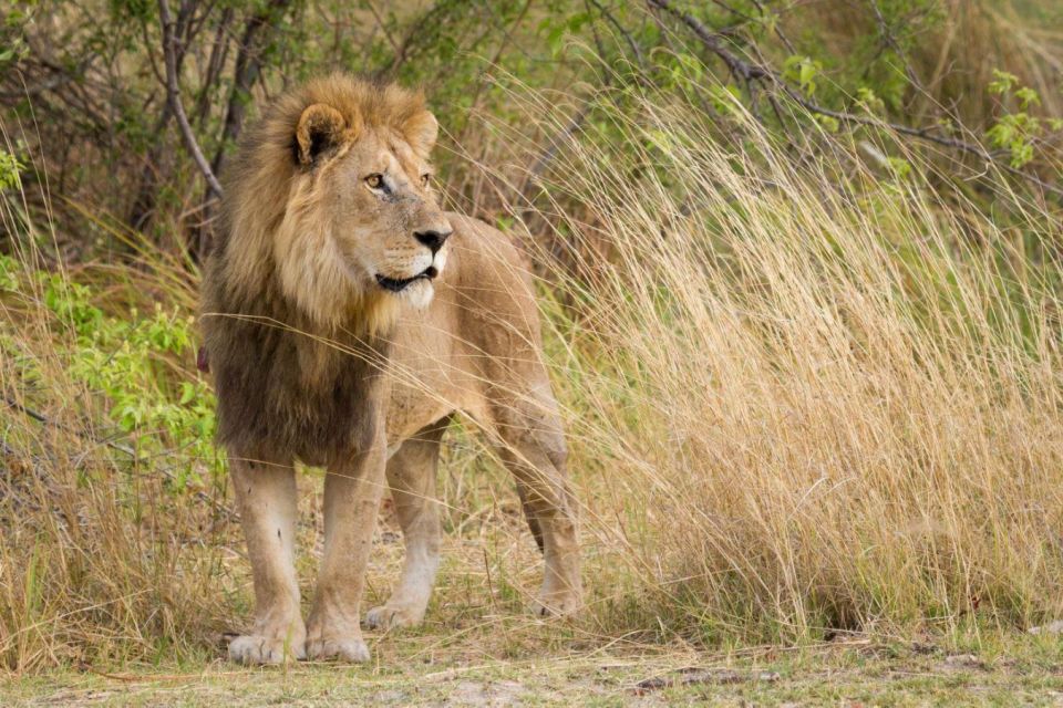 Tala Game Res, Lion Park & Phezulu Full Day Tour From Durban - Natal Lion Park Experience