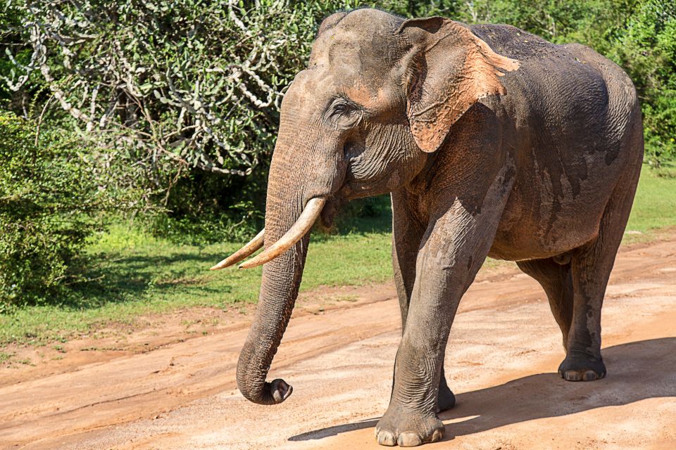 Tangalle/Hiriketiya: Udawalawa Safari & Elephant Transit Hom - Tour Highlights
