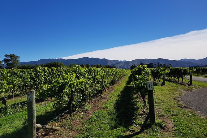 Taste the Valley Wine Tour in Marlborough With Wine Tasting - Grape Varieties