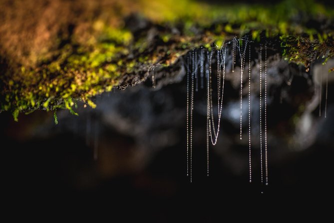 Te Anau Glow Worm Caves Tour - Logistics