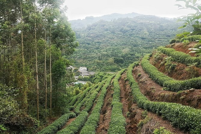 Tea Village in Lost Town and Buddha 1 Day Tour - Traveler Reviews