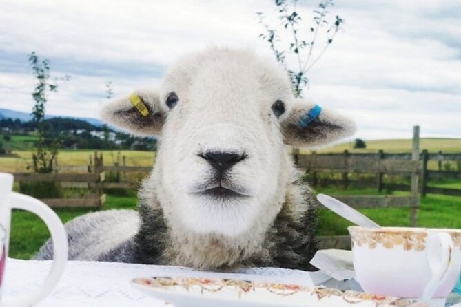 Tea With Naughty Sheep - Accessibility Information