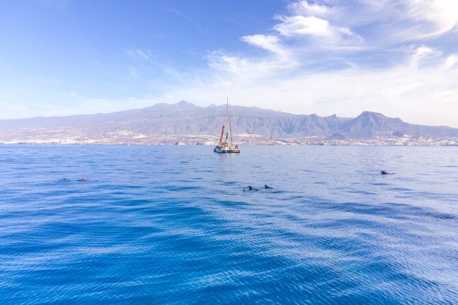 Tenerife Half-Day Dolphin-Watching and Swimming Boat Tour - Experience Overview