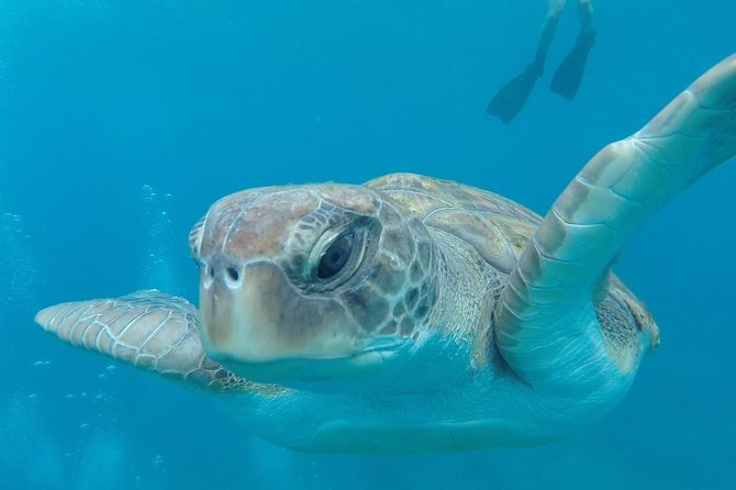 Tenerife Kayaking and Snorkeling Trip With Turtle Spotting - Inclusions and Equipment