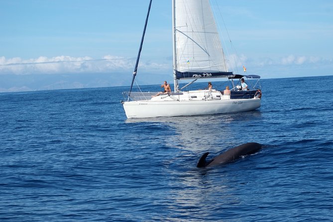 Tenerife Private Half-Day Sailing and Dolphin-Watching Tour - Booking Process and Free Cancellation Policy