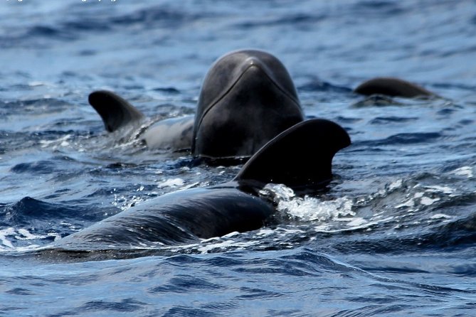 Tenerife Whale and Dolphin Cruise From Los Cristianos (Mar ) - Meeting and Pickup Information