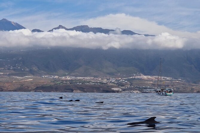 Tenerife Whale Watching and Snorkeling Yacht Trip - Excursion Highlights and Experience