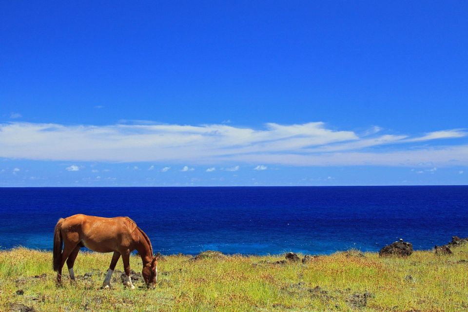 Terevaka Horse Excursion: the Highest Point and 360 View. - Experience Highlights