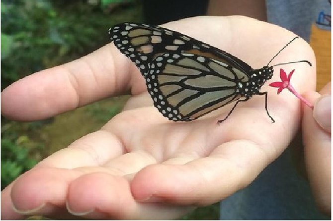 The Maui Butterfly Farm Tour! - Meeting and Pickup Details