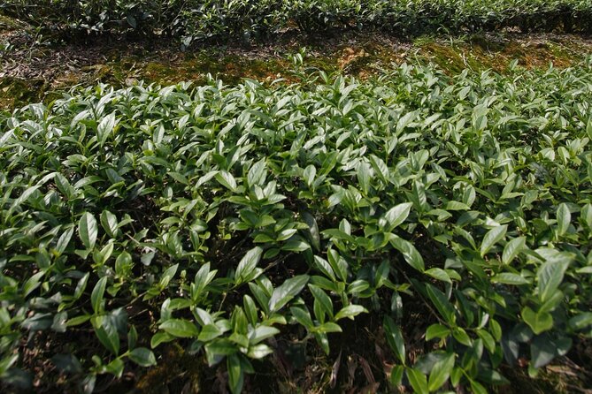 Thousand Island Lake and Pinglin Tea Plantation From Taipei - Cancellation Policy