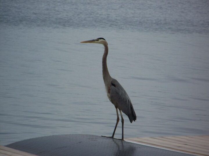 Thousand Islands: Sunset Cruise on St. Lawrence River - Experience Highlights