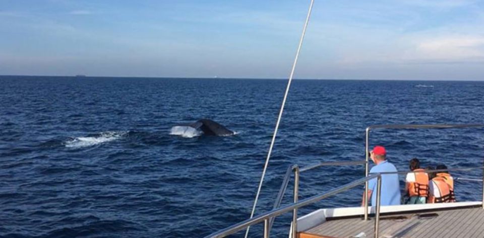 Three-Day Weligama Whale Watching Expedition - Itinerary Details