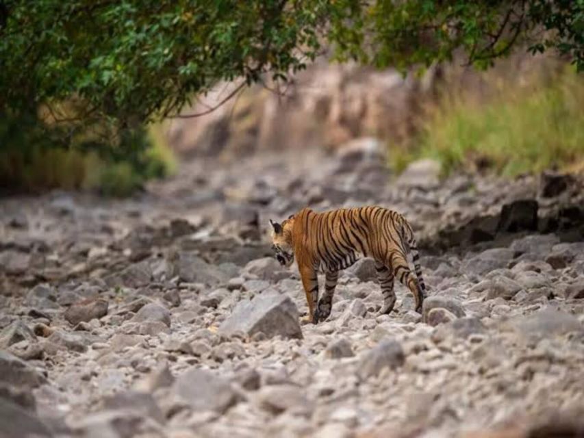 Three Days Jim Corbett National Park Tour - Experience and Accommodation