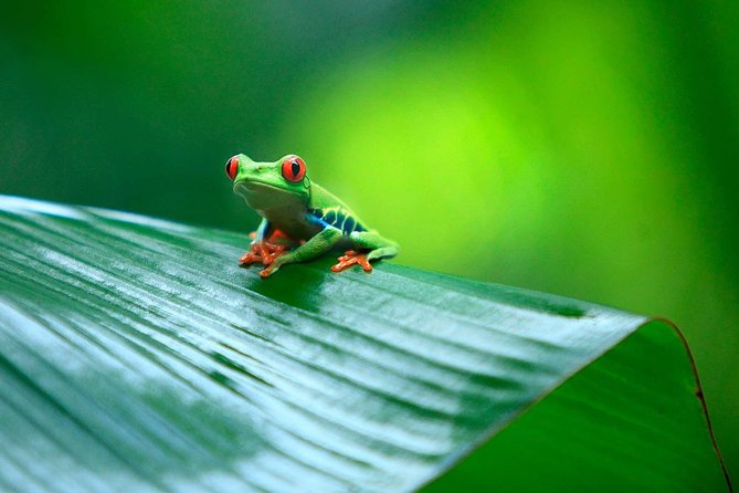 Tortuguero National Park and Canals Day Trip From San Jose - Directions