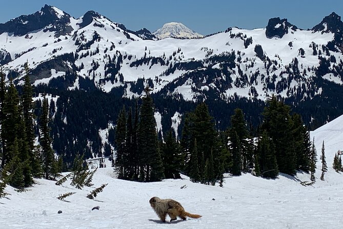 Touring and Hiking in Mt. Rainier National Park - Traveler Feedback and Reviews