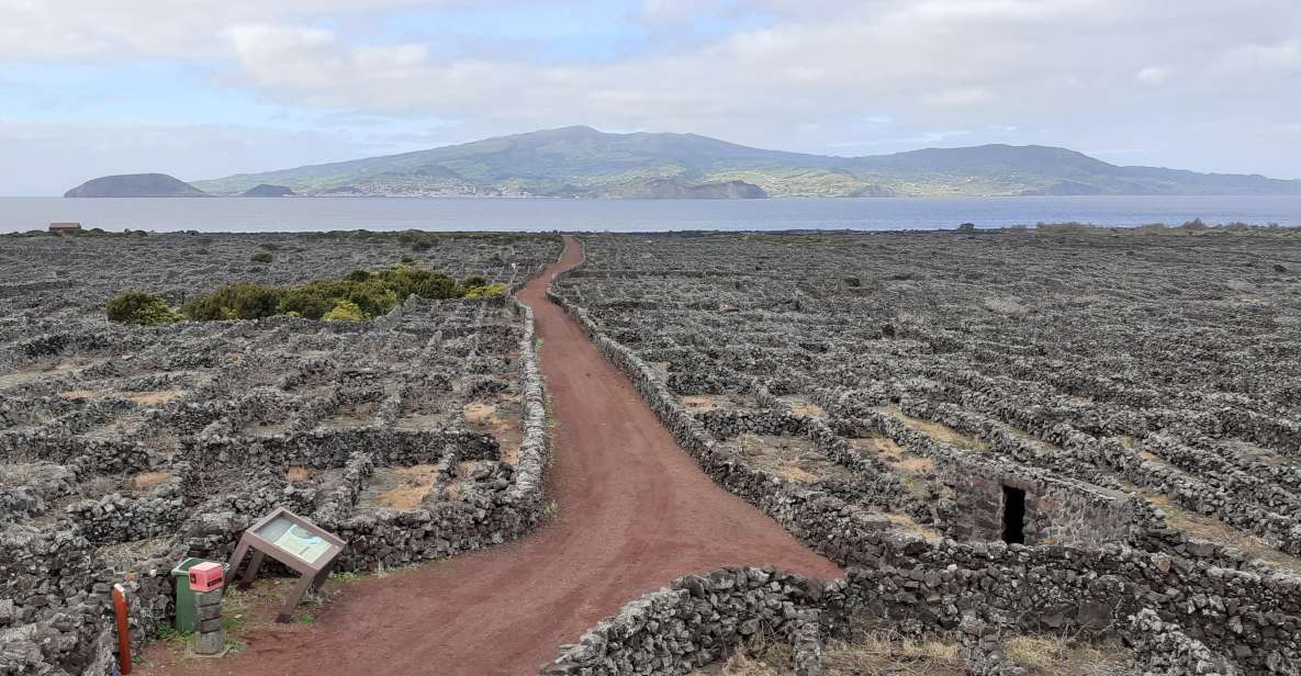 Tours on Pico Island - Cultural and Natural Landscape - Tour Experience Highlights