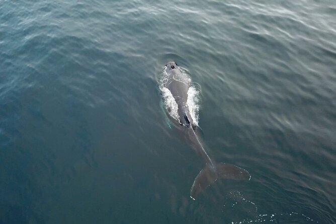 Tromso Full-Day Whale and Seabird Boat Tour to Skervoy - Experience Highlights