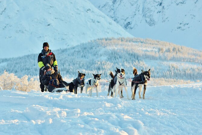 Tromso Guided Dogsledding Adventure (Mar ) - Cancellation Policy