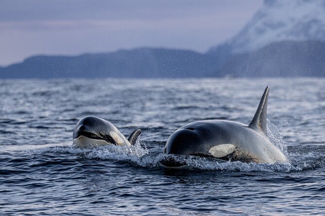 Tromsø: Skjervøy RIB Whale Watching Tour With Drinks & Snack - Tour Duration