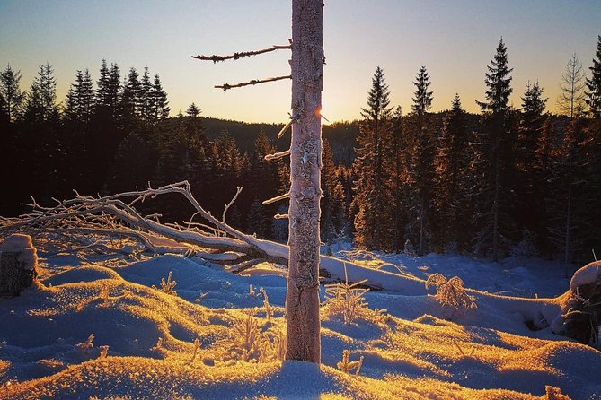 Trondheim Forest Sledding and Tram Tour - Accessibility and Accommodations