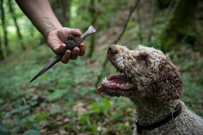 Truffle Hunting and Tasting Experience  - Beaune - What to Expect