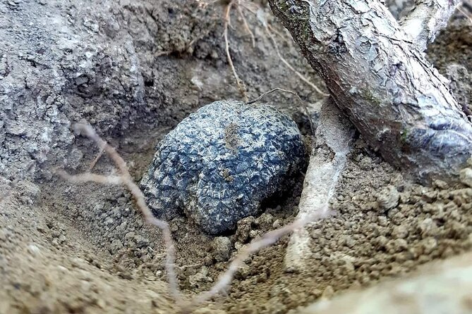 Truffle Hunting Experience in Assisi - Truffle Hunting Techniques