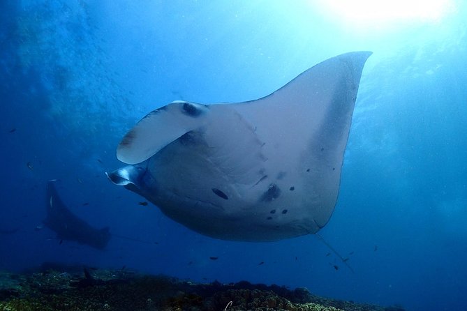Try Diving in Manta Point - Nusa Penida - Equipment and Gear Provided